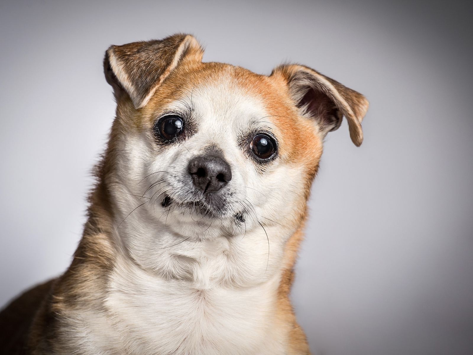 Tiere — Foto Pollmann