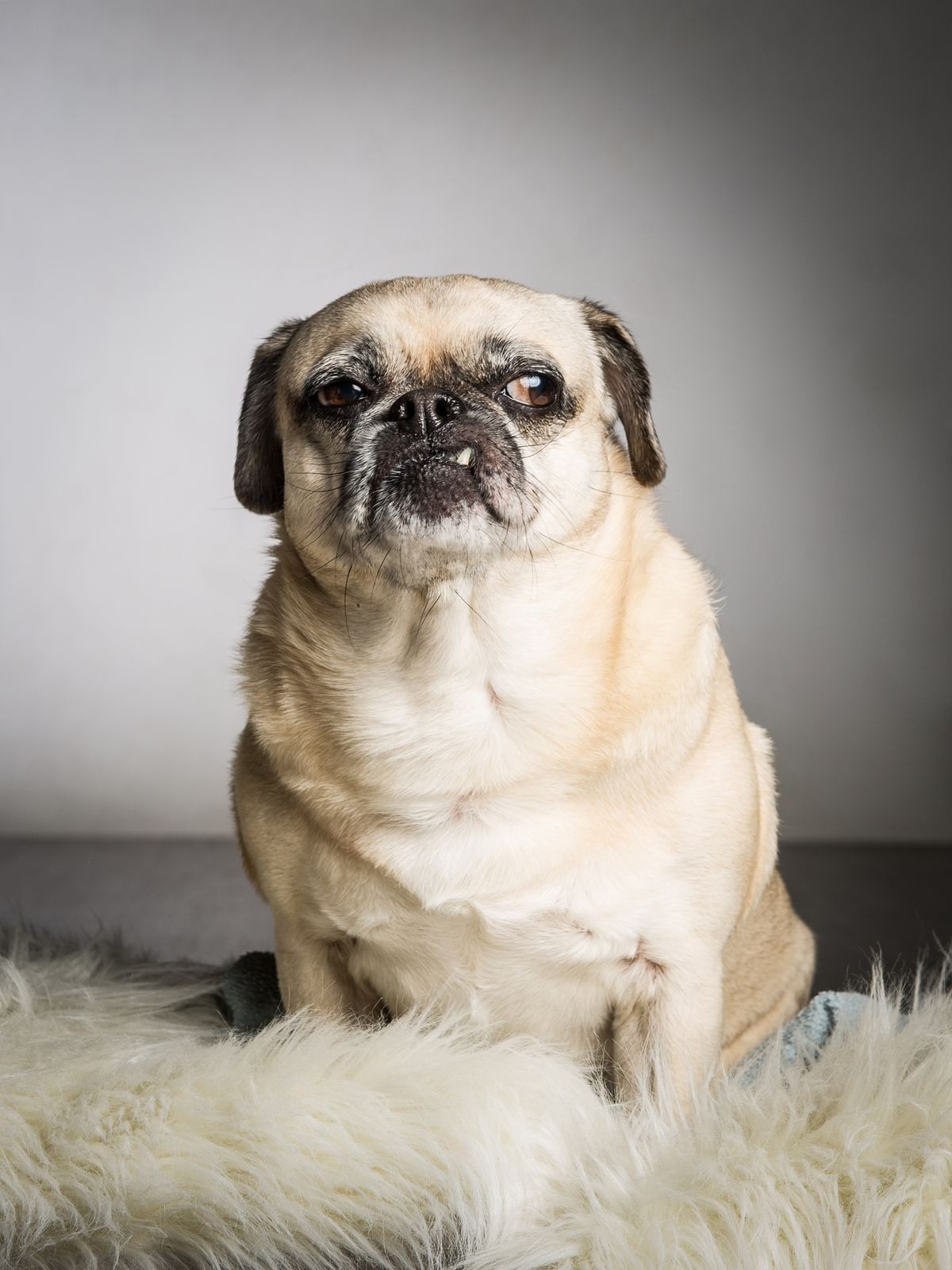 Tiere — Foto Pollmann