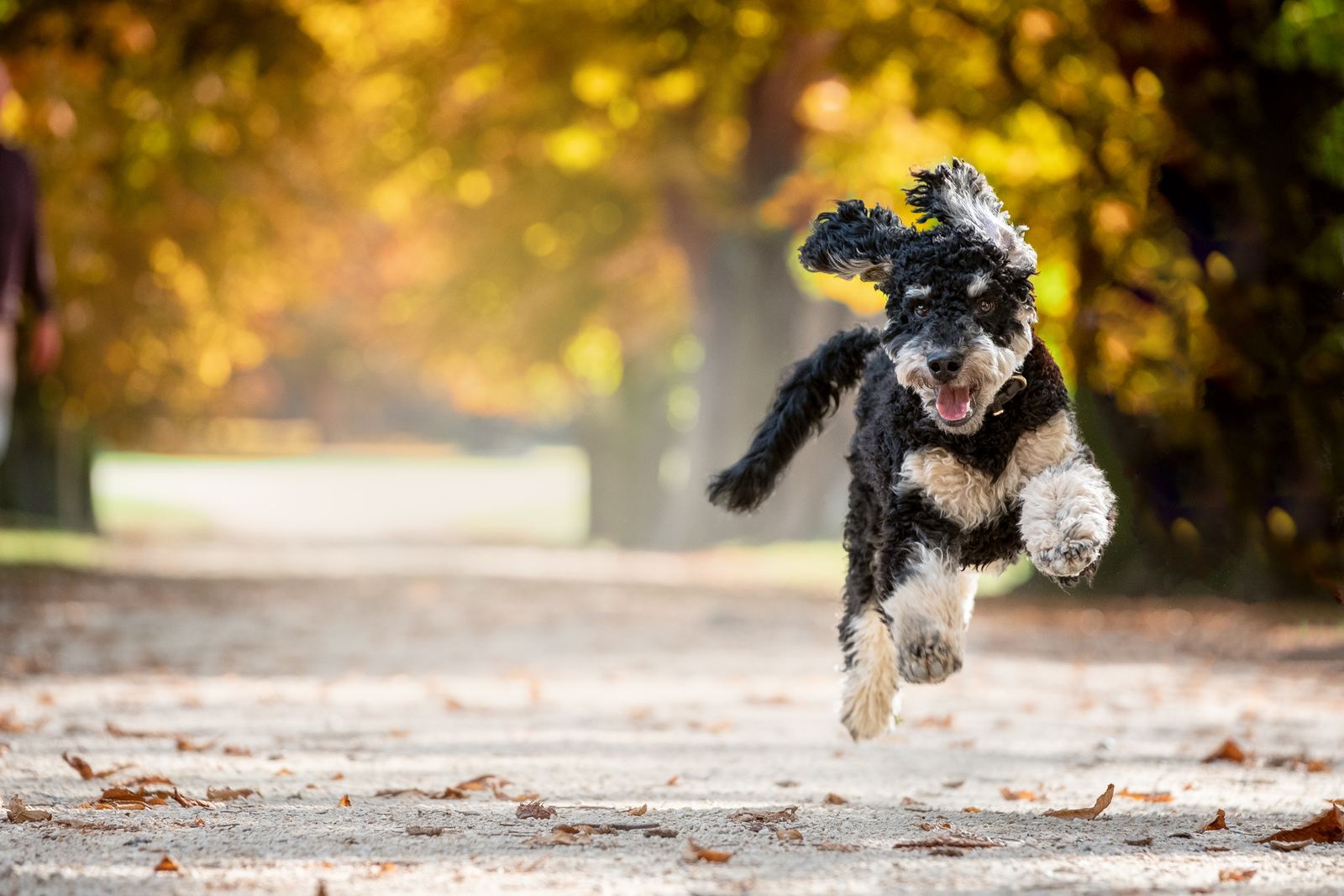 Tiere — Foto Pollmann