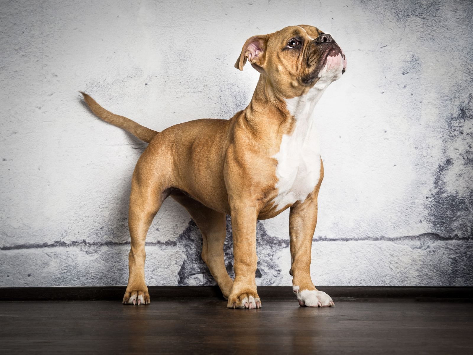 Tiere — Foto Pollmann