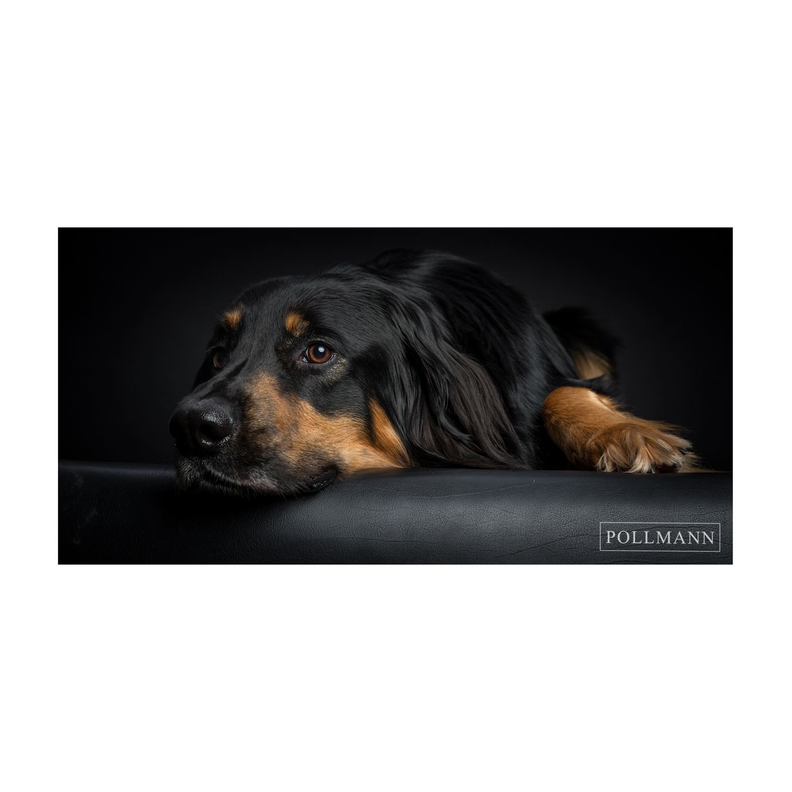 Tiere — Foto Pollmann