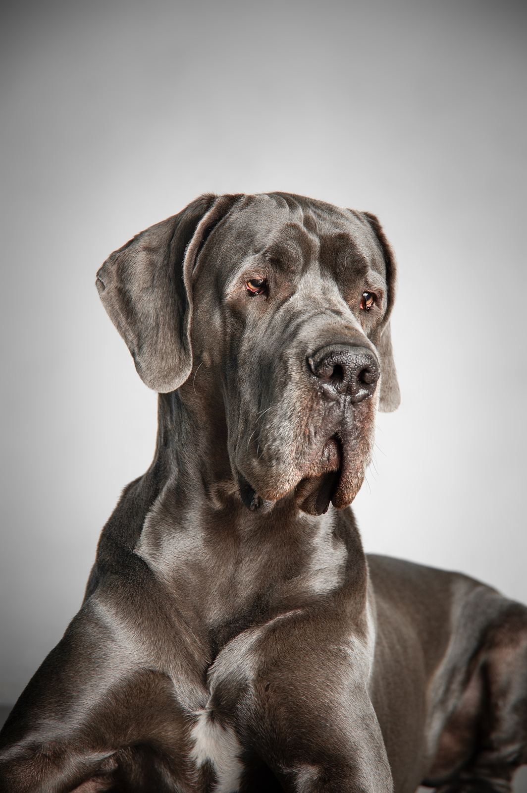 Tiere — Foto Pollmann
